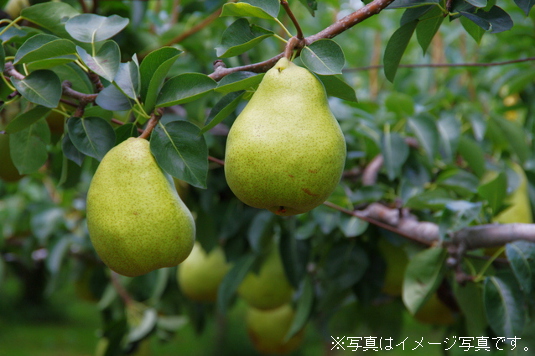 青森県産洋梨 バートレット