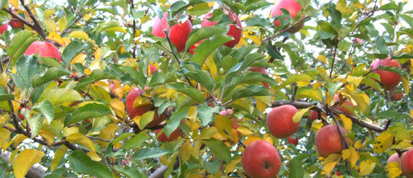 青森県産葉とらずりんご