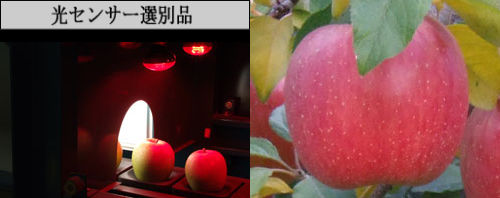 青森県産葉とらずりんご